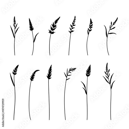 Set of Silhouette growing corn with leaves of vegetable harvest vector on white background