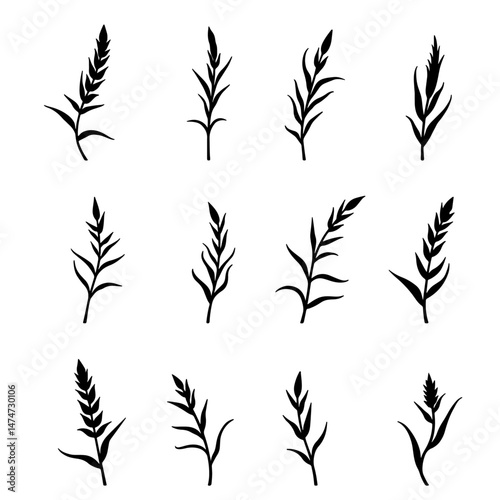 Set of Silhouette growing corn with leaves of vegetable harvest vector on white background