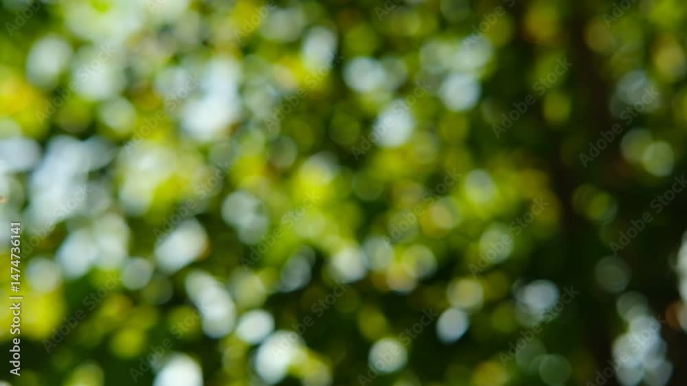 Defocused nature video background. Blurred green leaves and grass lawn in sunlight. Close up. Abstract natural backdrop, beauty bokeh. Blur of summer meadow. Mock Up for Bio Care, Eco Product Montage