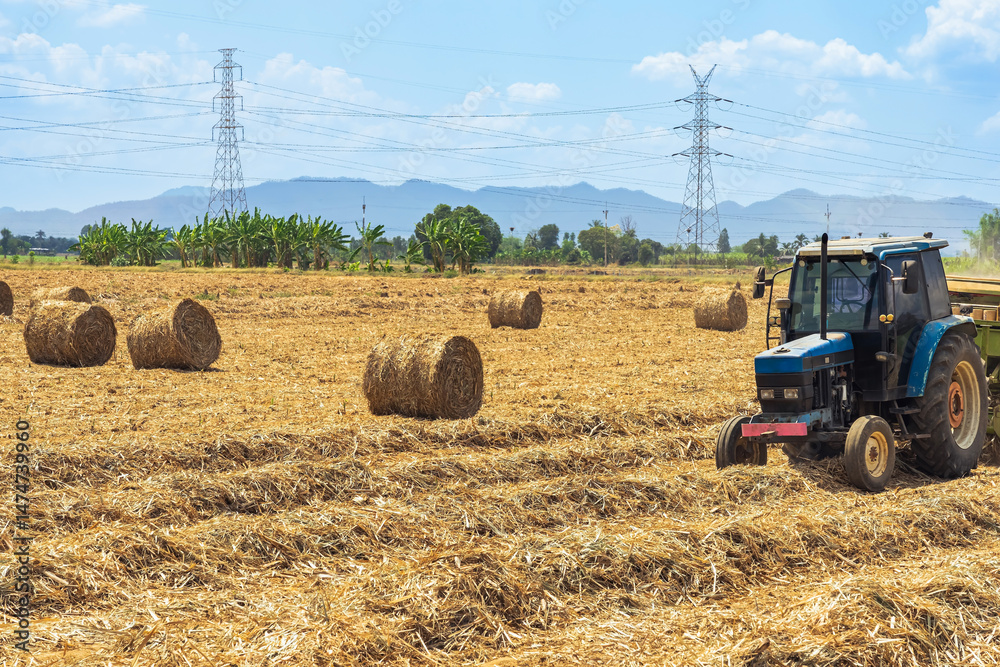 Obraz premium View of dried sugarcane leaves rolled into circular motion after harvesting sugar cane. Farmers collect dried sugarcane leaves and roll them in circles. Dry sugarcane leaves roll in sugarcane field.