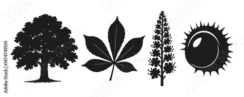 Horse Chestnut Tree Elements Vector Set