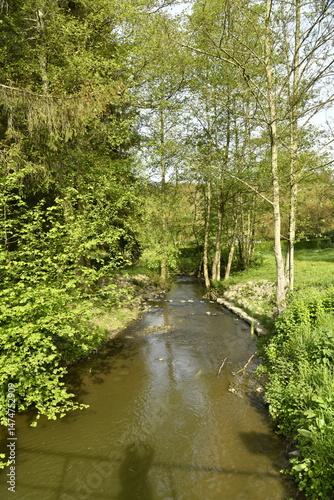 Ruisseau coulant paisiblement en pleine forêt au domaine provincial de Chevetogne à Ciney (Soignies)