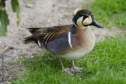The siskin (Sibirionetta formosa, syn.: Anas formosa, Nettion formosum), also called the Baikal duck, is a species of duck (Anatidae) native to Asia. Walsrode Bird Park, Germany.