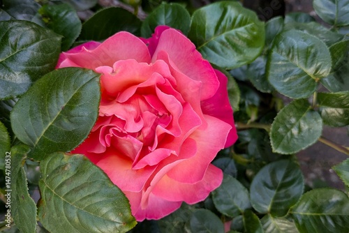 Big pink rose close-up in garden