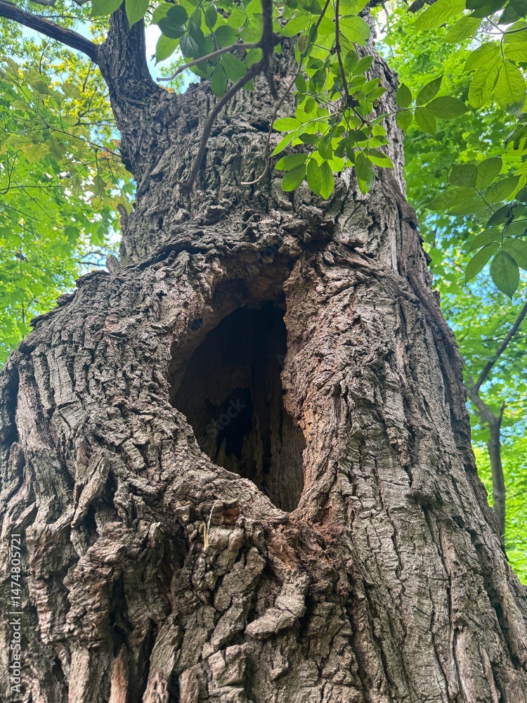 Obraz premium large hollow in a tree