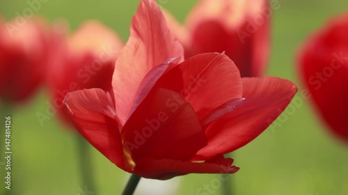 Close Up Of A Beautiful Red Tulip Flower With Delicate Petals Gently Swaying In A Spring Garden. Soft Green Background With Other Tulips Out Of Focus.