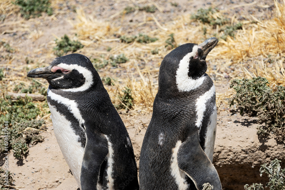 Obraz premium Close-up of two penguins with their backs to each other