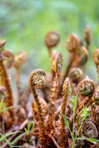 Young fern shoots in a spring forest. Plant stems in the sun