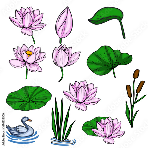 This vector illustration features a serene collection of delicate pink lotus flowers, lush green lily pads, reeds, and a tranquil duck, creating a picturesque pond scene perfect for design projects.