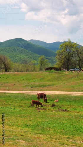 Landscape with cows in the field
