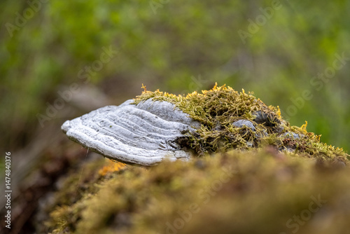 A powerful tinder mushroom grows from an old tree. The rays of the sun illuminate the forest picture.