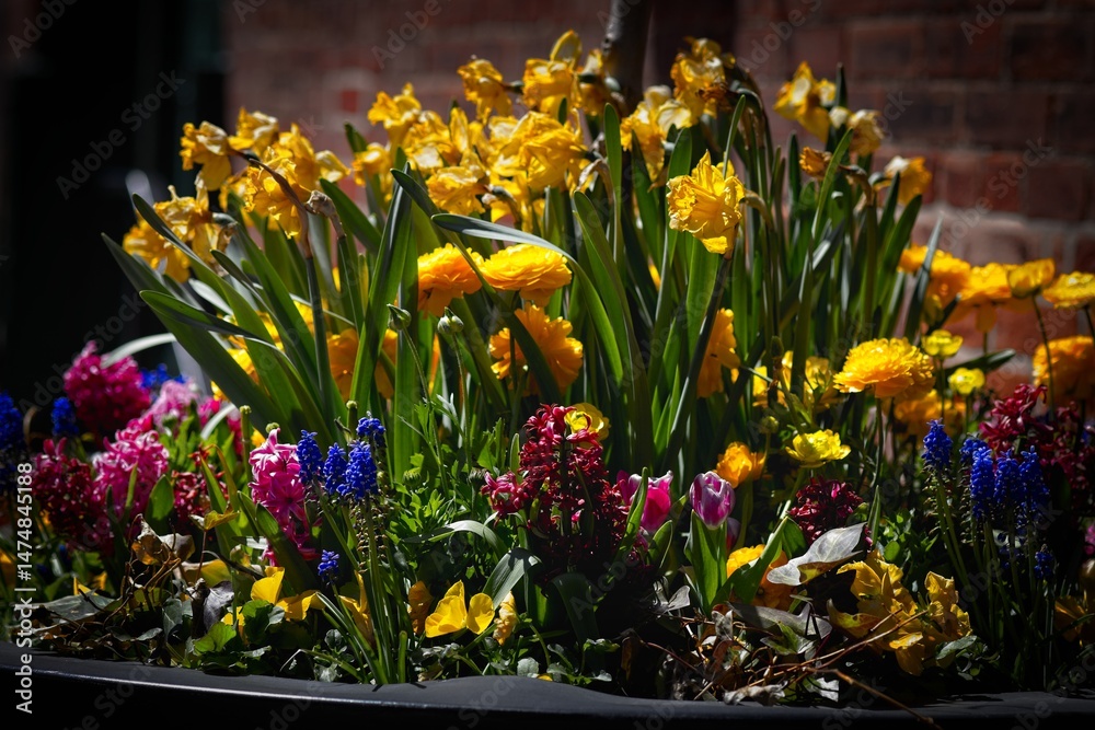 Fototapeta premium Vibrant Spring Flower Arrangement