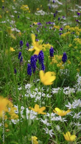 Wildflowers in the wind