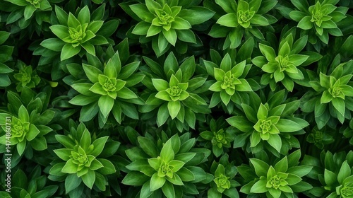 Lush Green Succulents: A Verdant Tapestry of Nature's Beauty