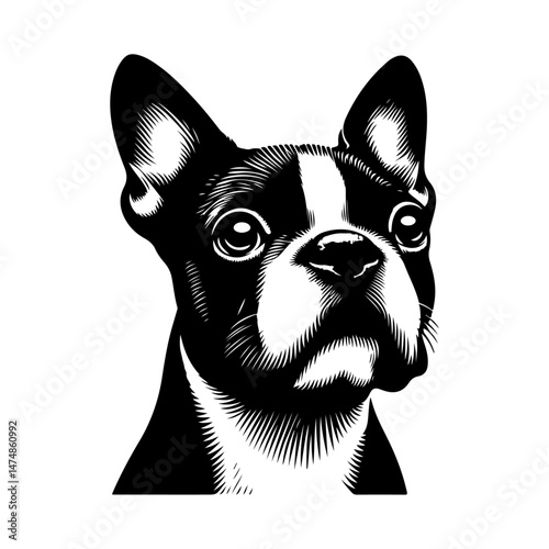 Boston Terrier dog, silhouette vector file. photo