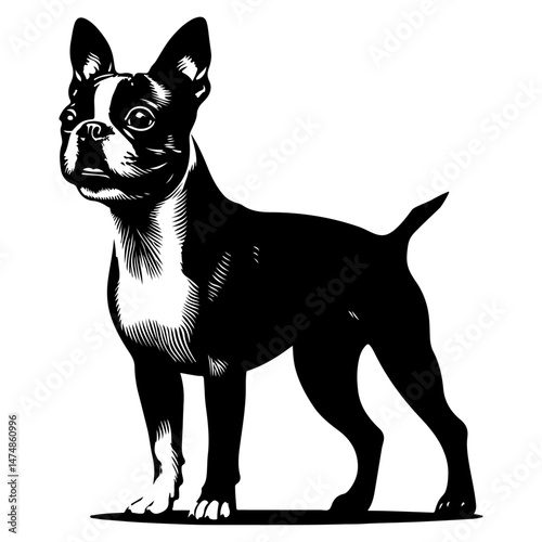 boston terrier dog, silhouette vector file.