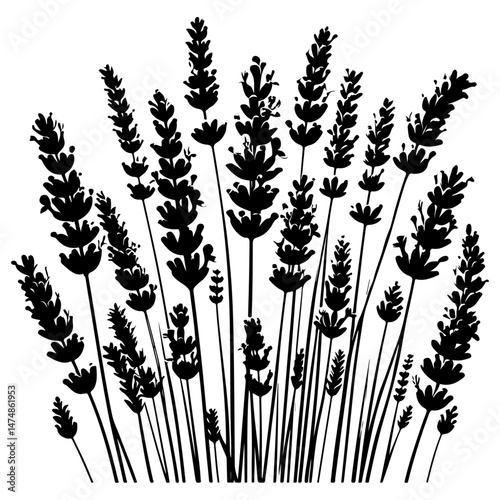 flower is lavender,silhouette vector file.