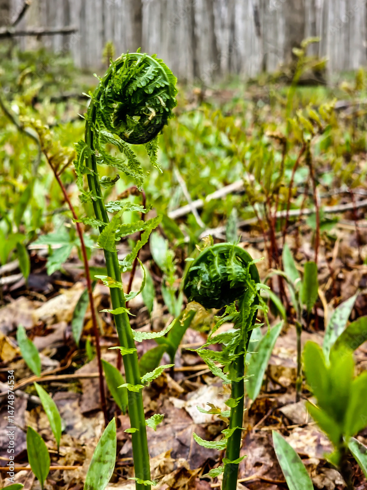 Fototapeta premium Closeup of fiddleheads growing in the forest with a soft focus forest background. Green plants growing in the brown undergrowth.