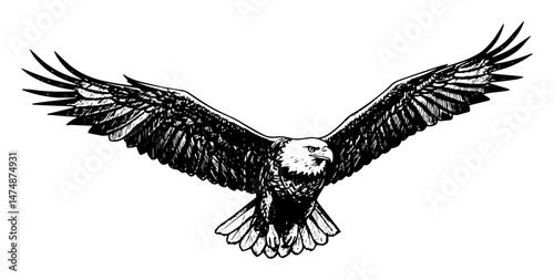 american bald eagle flying hand drawn vector illustration