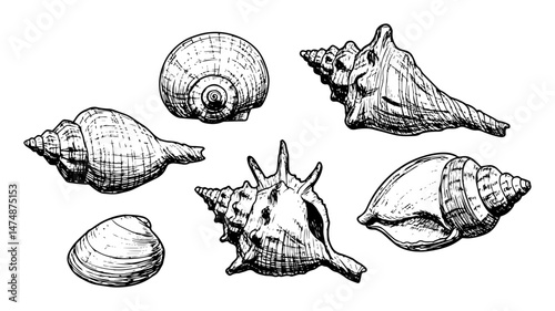 sea shells set hand drawn vector illustration in monochrome style