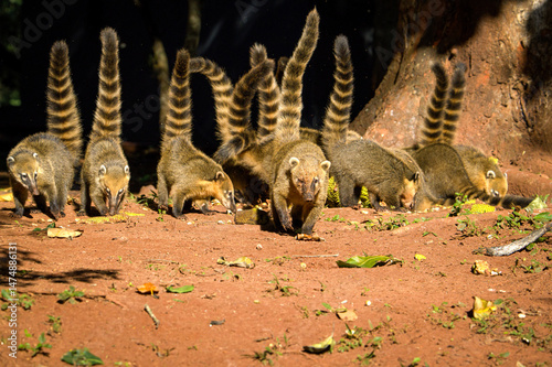 “Group of Coatis Foraging Together with Tails Raised in Tropical Forest”