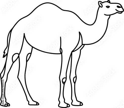 Line Drawing of a Camel Desert Animal Illustration