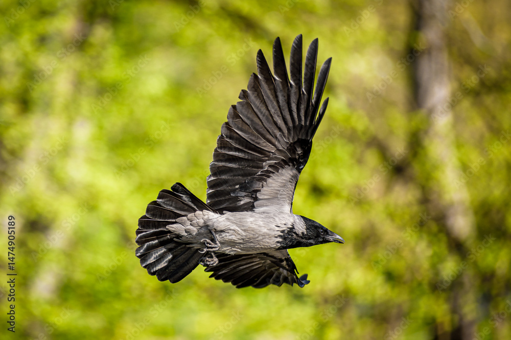 Fototapeta premium crow in flight