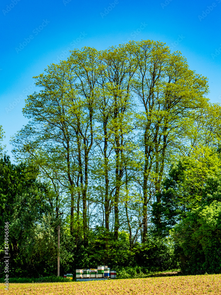 Fototapeta premium Bienenkästen im Feld