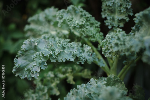 Close-up of fresh, curly kale leaves with a rich green hue, showcasing their textured, ruffled edges in a garden setting.