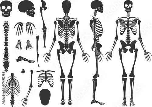 skeleton drawing vector design
