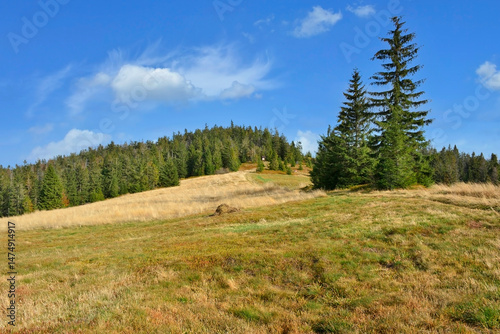 Fototapeta Naklejka Na Ścianę i Meble -  Autumn hills,l yellow grass and trees with blue sky and sunlight, Gorce mountains, Poland