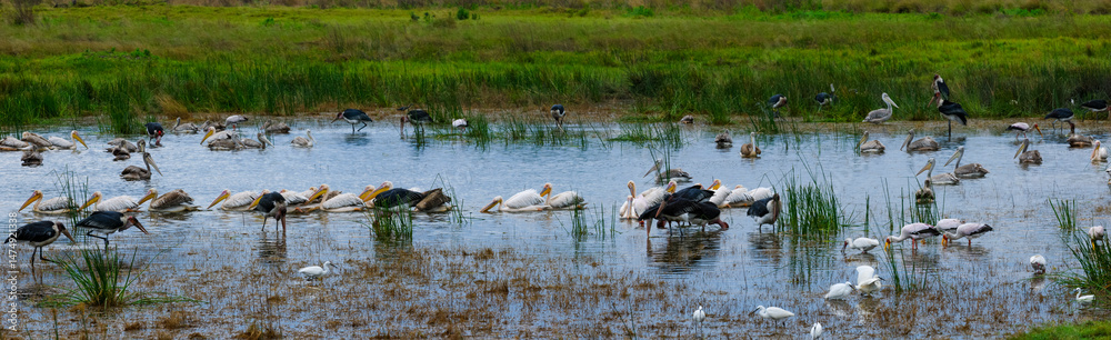 Marabou Stork (Leptoptilos crumeniferus), Pink-backed Pelican (Pelecanus rufescens), Yellow-billed Stork, Mycteria ibis) and other water birds feeding in a waterhole in the Okavango Delta. Botswana. Marabou Stork (Leptoptilos crumeniferus), Pink-backed Pelican (Pelecanus rufescens), Yellow-billed Stork, Mycteria ibis) and other water birds feeding in a waterhole in the Okavango Delta. Botswana.