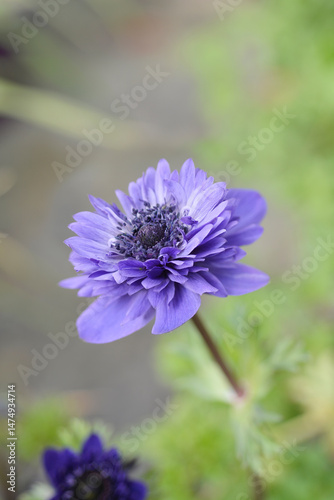 Crown anemone double blue flower - Latin name - Anemone Animo Double Blue