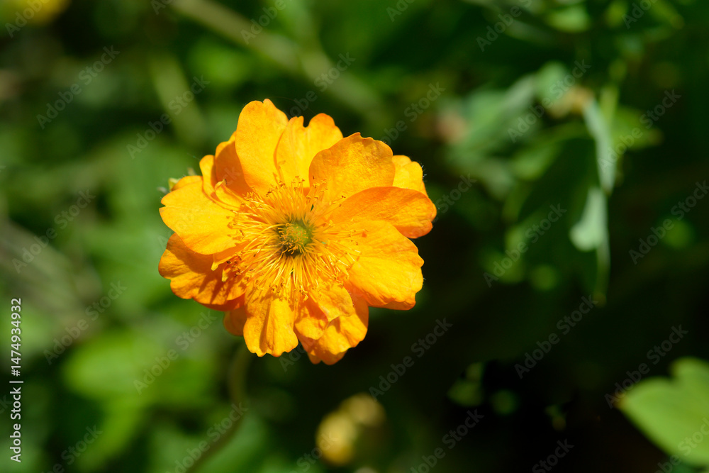 Geum double orange flower - Latin name - Geum Fire Storm