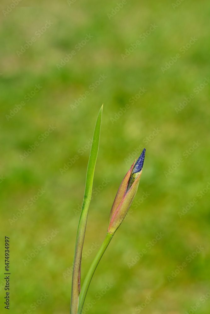 Japanese Iris flower bud - Latin name - Iris sanguinea
