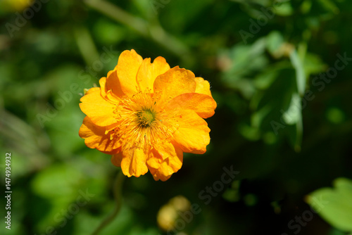 Obraz na płótnie Geum double orange flower - Latin name - Geum Fire Storm w salonie