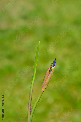 Obraz na płótnie Japanese Iris flower bud - Latin name - Iris sanguinea w salonie