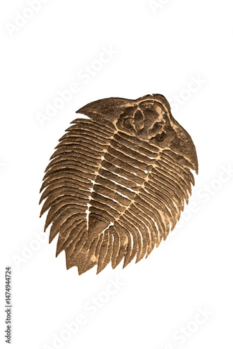 Fossilized trilobite isolated on a white background