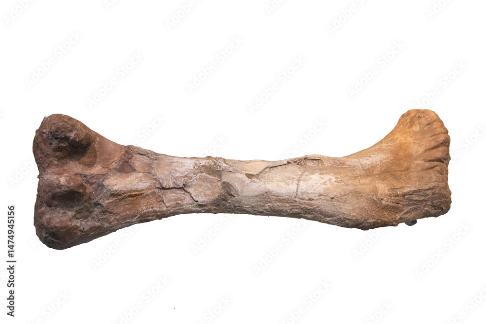 Naklejka premium Dinosaur femur fossil on white background.