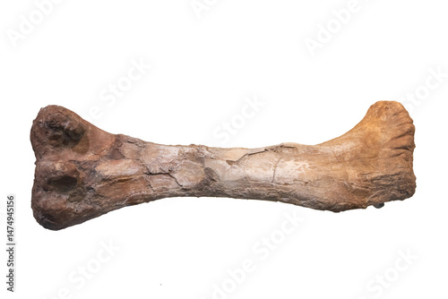 Dinosaur femur fossil on white background.