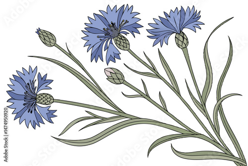 80 beautiful bouquet of blue cornflowers, fresh and vibrant flowers, detailed realism, soft pastel colors, delicate floral arrangement, realistic rendering, studio lighting, detailed textures, high qu