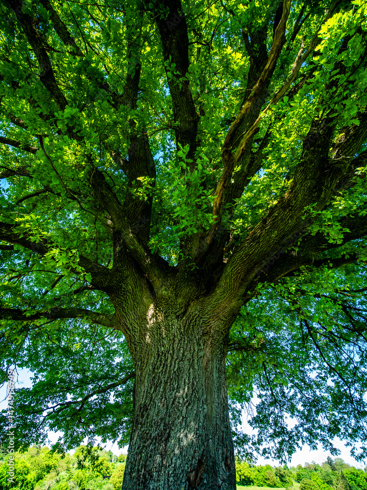 Obraz premium Große Linde