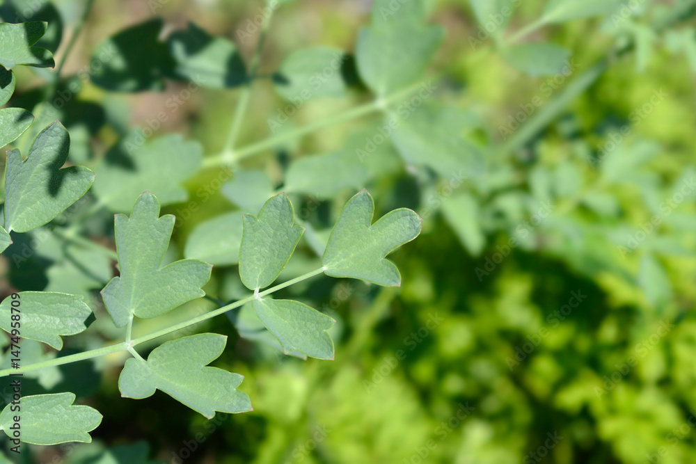 Common meadow rue leaves - Latin name - Thalictrum flavum