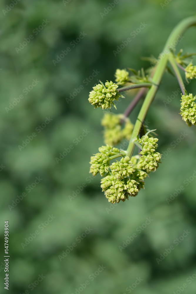 Common meadow rue flower buds - Latin name - Thalictrum flavum