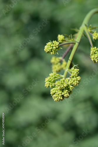 Obraz na płótnie Common meadow rue flower buds - Latin name - Thalictrum flavum w salonie