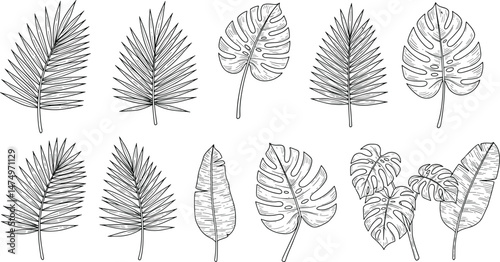 Detailed silhouettes tropical greenery exotic leaves, Realistic natural jungle plants branches, Botanical of green forest fern vector assets collection isolated