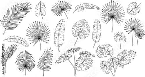 Detailed silhouettes tropical greenery exotic leaves, Realistic natural jungle plants branches, Botanical of green forest fern vector assets collection isolated