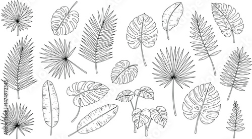 Detailed silhouettes tropical greenery exotic leaves, Realistic natural jungle plants branches, Botanical of green forest fern vector assets collection isolated
