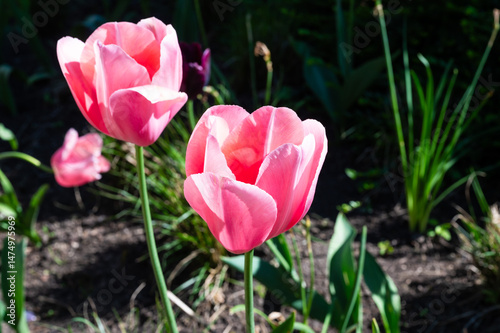 Pink Tulip or tulipa flower in garden in Hoeilaart, Flemish Brabant, Belgium