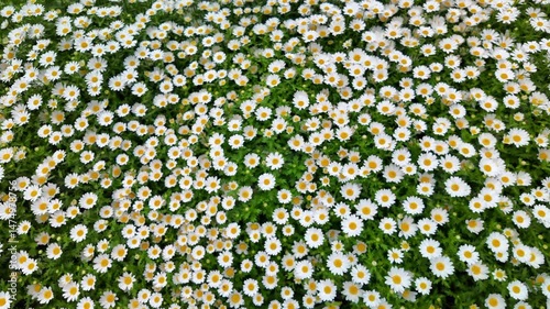Chamomile Flowers Field. Flowers Concept Video